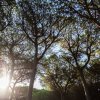 Sole che filtra tra gli alberi in una foresta rigogliosa.