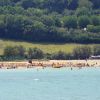 Spiaggia affollata con ombrelloni e vegetazione.